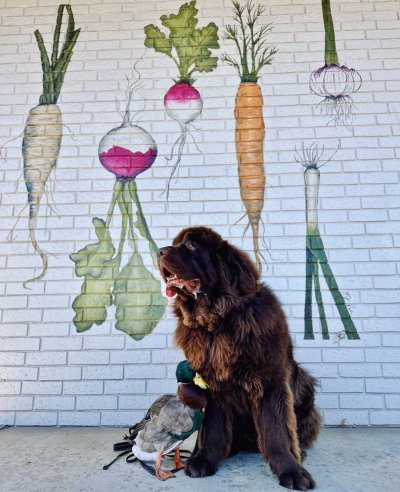 Watch WeRateDogs's leaked NSFW photo on TwXstars