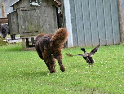 Watch WeRateDogs's leaked NSFW photo on TwXstars