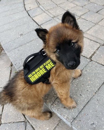 Watch WeRateDogs's leaked NSFW photo on TwXstars