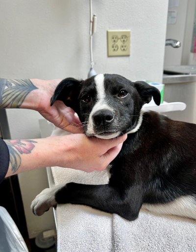 Watch WeRateDogs's leaked NSFW photo on TwXstars