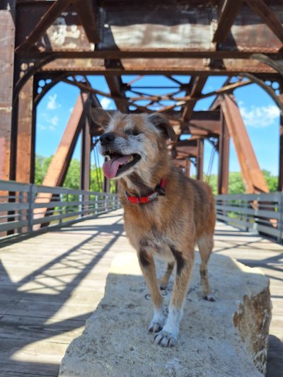 Watch WeRateDogs's leaked NSFW photo on TwXstars