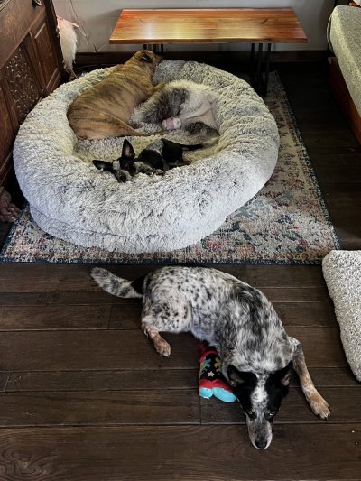 Watch Cam Damage (Trans Reznor)'s leaked NSFW photo on TwXstars