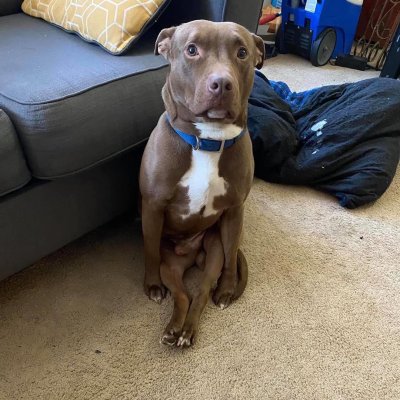 Watch WeRateDogs's leaked NSFW photo on TwXstars