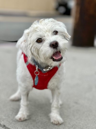 Watch WeRateDogs's leaked NSFW photo on TwXstars