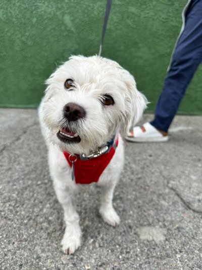 Watch WeRateDogs's leaked NSFW photo on TwXstars