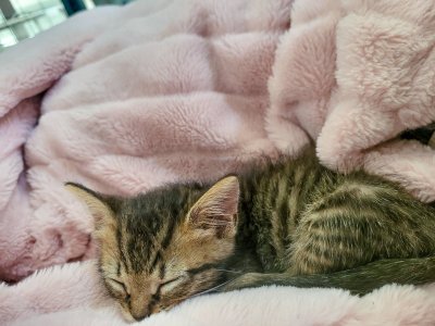 Watch Grandma Alice Marchesi 🪅 BDAY 6/26 🪅's leaked NSFW photo on TwXstars