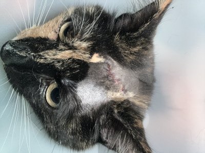 Watch Ivy Ferguson's leaked NSFW photo on TwXstars