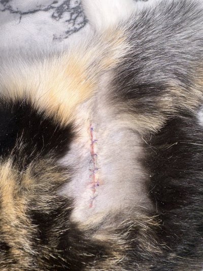 Watch Ivy Ferguson's leaked NSFW photo on TwXstars