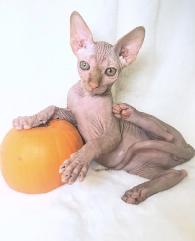 Watch WILL's leaked NSFW photo on TwXstars