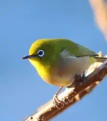 Watch 聖ひばり's leaked NSFW photo on TwXstars