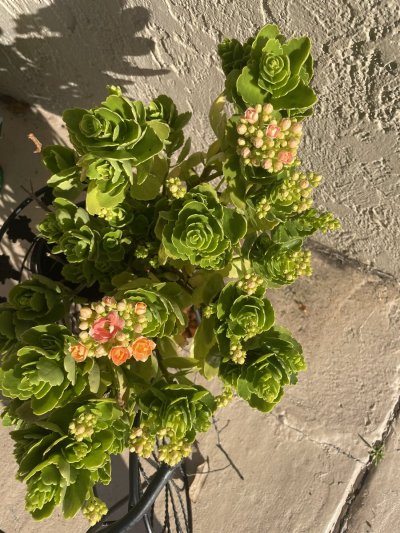 Watch princess yaz's leaked NSFW photo on TwXstars