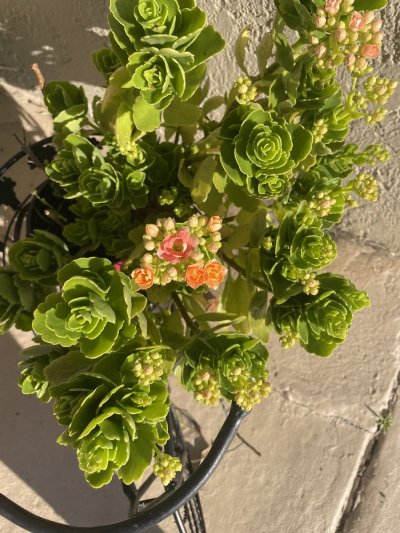 Watch princess yaz's leaked NSFW photo on TwXstars