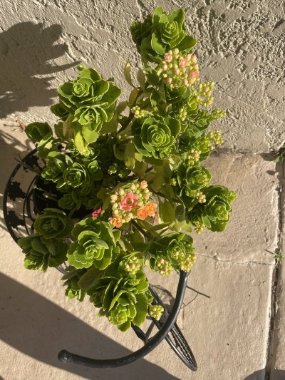 Watch princess yaz's leaked NSFW photo on TwXstars