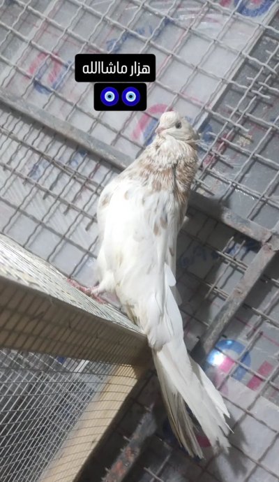 Watch Sharok's leaked NSFW photo on TwXstars