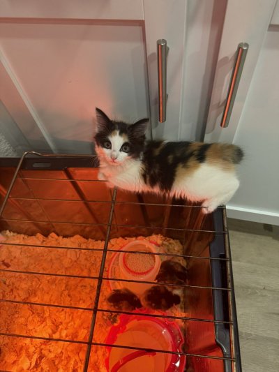 Watch novaruu's leaked NSFW photo on TwXstars