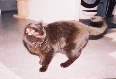 Watch Mia K.'s leaked NSFW photo on TwXstars