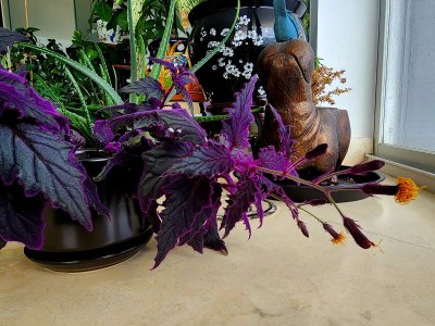 Watch Kalina Ryu's leaked NSFW photo on TwXstars